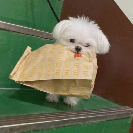 狗狗叼着东西可爱微信头像