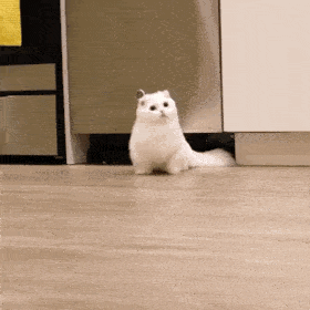 动态猫猫可爱的微信表情包