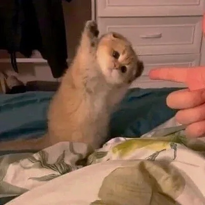 超可爱的萌宠头像