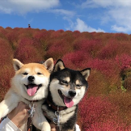 甜甜的柴犬情侣微信头像