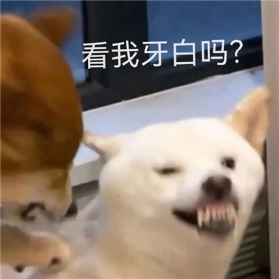 经典好笑的微信表情包