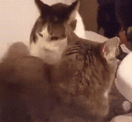 可爱喵星人动态微信表情包