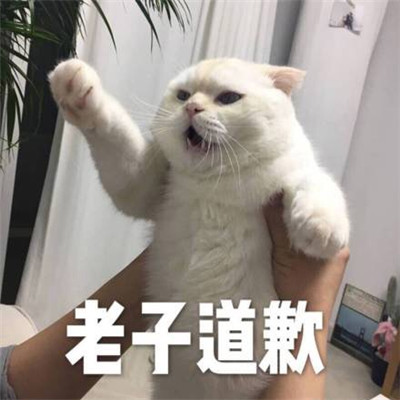 很实用新颖很可爱微信表情包