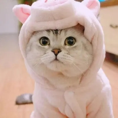 超萌超可爱又招财的猫咪头像