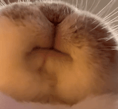 近期爱用的动态表情