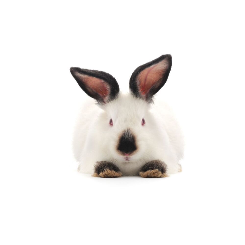 白底可爱小兔兔微信头像