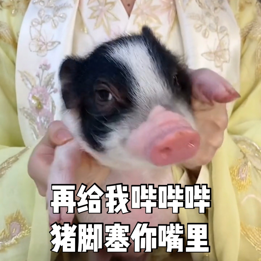 袁冰妍抱着猪猪沈嗷嗷可爱微信表情包