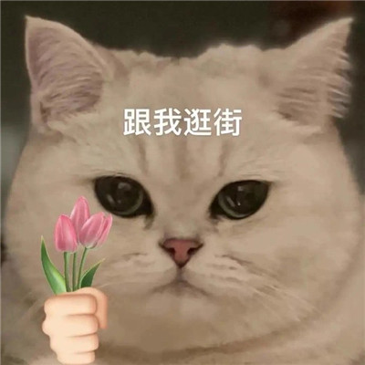 猫猫送花超萌超可爱表情包