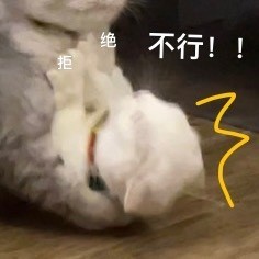 奶盖和九爷猫咪禁止发动色色卡微信表情包