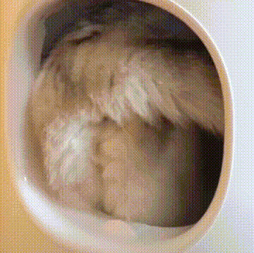 很好笑的动态gif表情