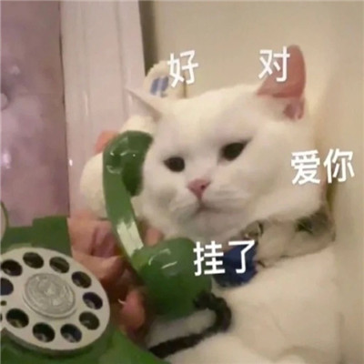 小猫咪超级可爱卖萌表情包