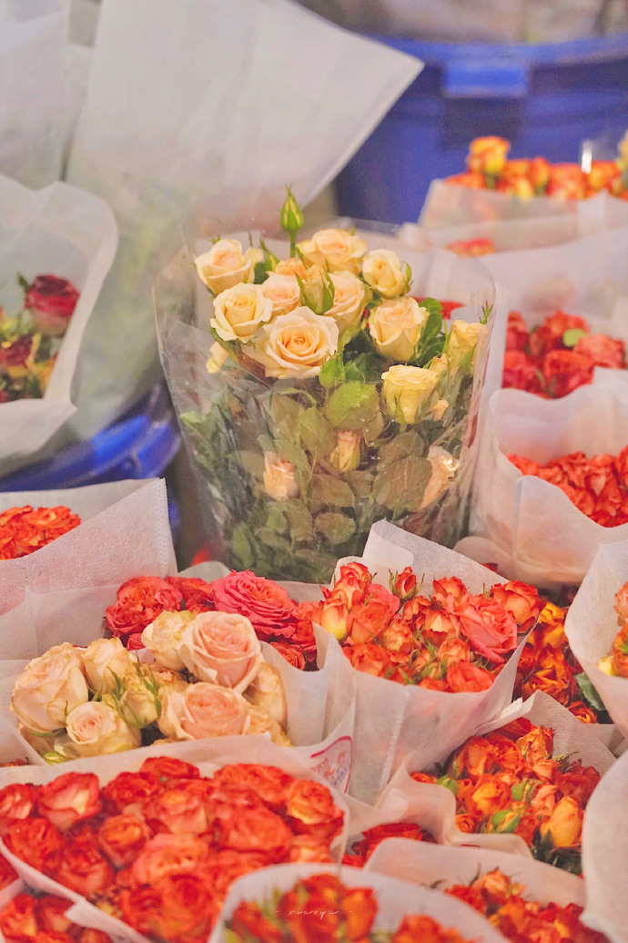 超美的鲜花个性微信头像