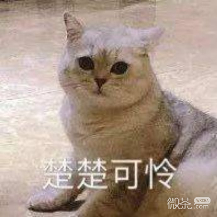 可爱小猫猫微信表情包