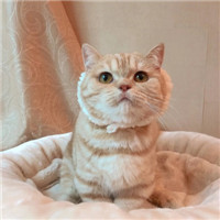 可爱有趣萌萌的猫咪情侣头像