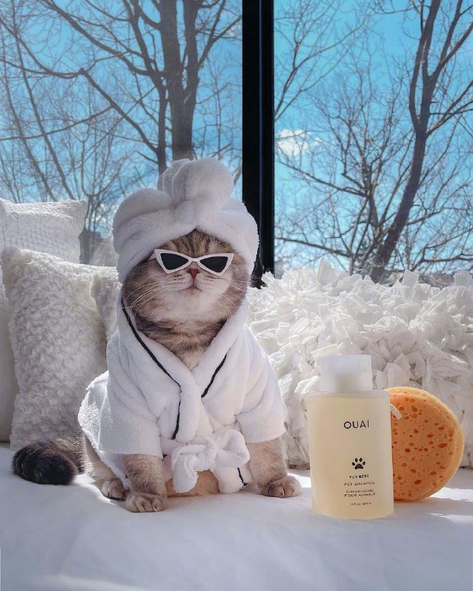 酷酷的百变喵星人微信头像