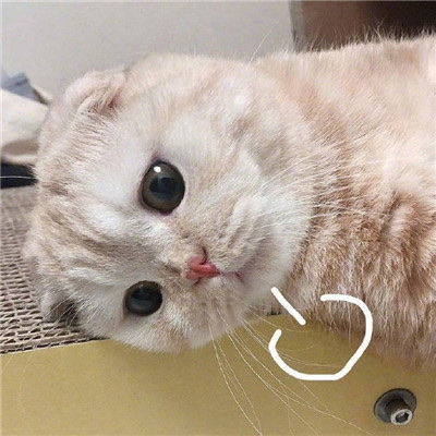 动物叹气可爱微信头像