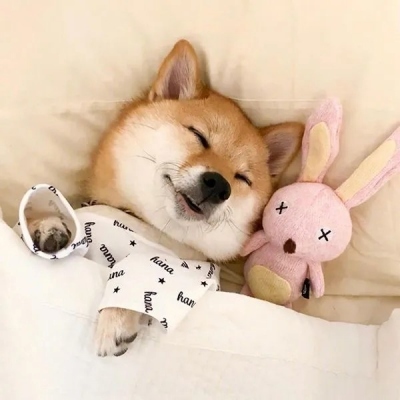 可爱小动物微信头像