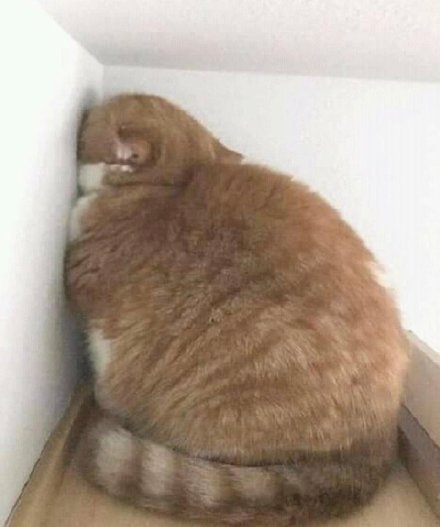 猫猫睡不醒微信表情包