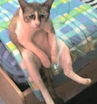 沙雕猫猫欢乐动态微信表情包