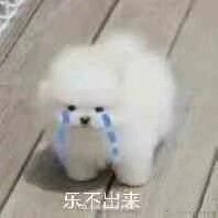 超乐的小白狗微信表情包