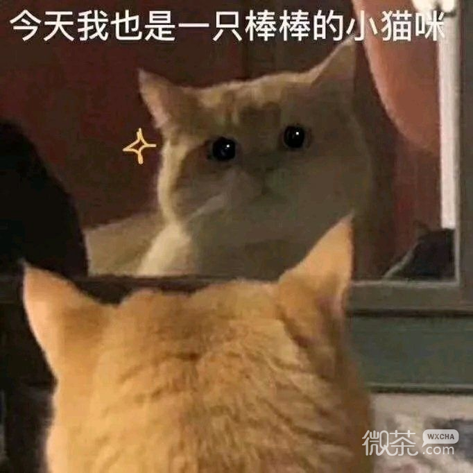 干干净净搞笑微信表情包