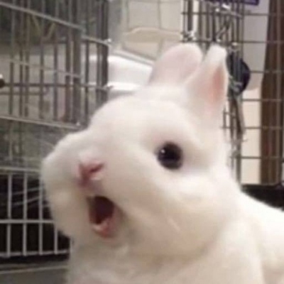 可爱小动物微信头像