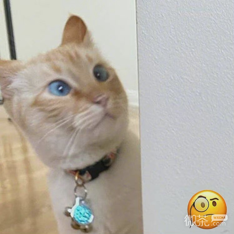 猫咪模仿小黄脸搞笑微信表情包