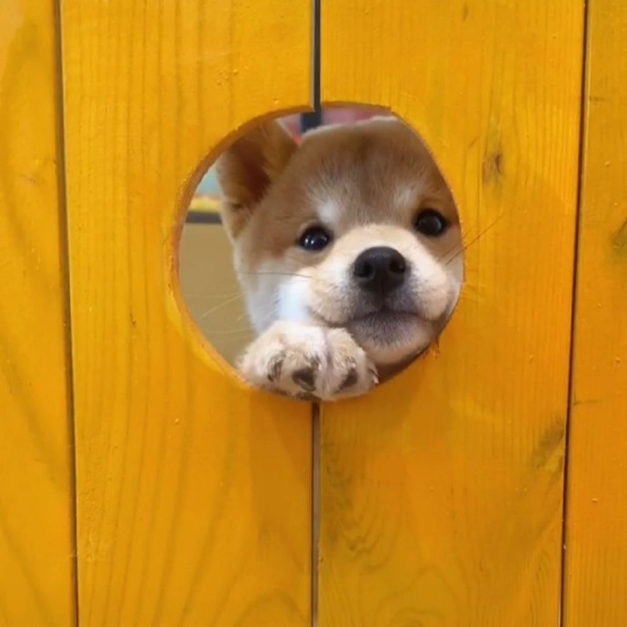 可爱又治愈的沙雕狗狗微信头像