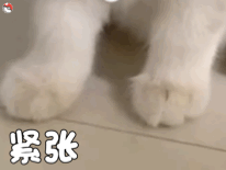 动态猫猫可爱的微信表情包