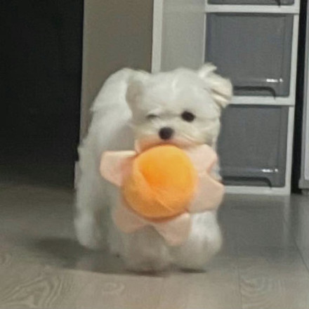 狗狗叼着东西可爱微信头像