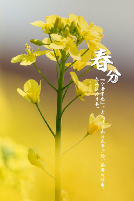 春分好看的微信素材图片