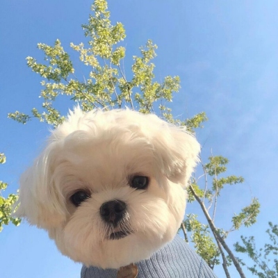 萌化人心的可爱狗狗微信头像
