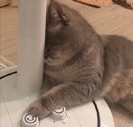 猫猫睡不醒微信表情包