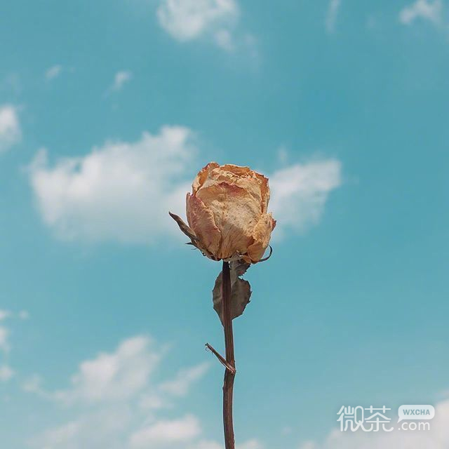 手上拿了枝花素材图片