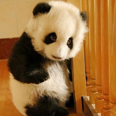 可爱的有个性的熊猫微信头像