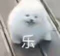 超乐的小白狗微信表情包