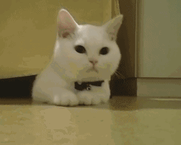 猫猫沙雕动态微信表情包