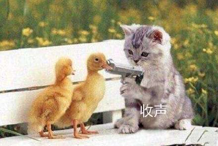 沙雕猫猫拿枪微信表情包