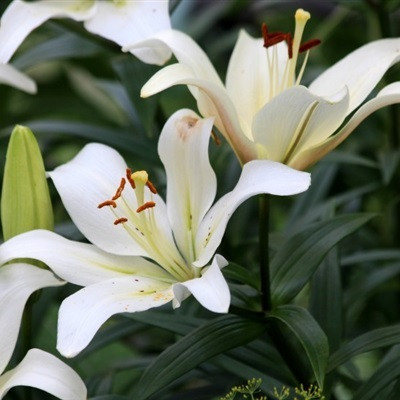 中年妈妈的个性微信头像