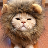 可爱有趣萌萌的猫咪情侣头像