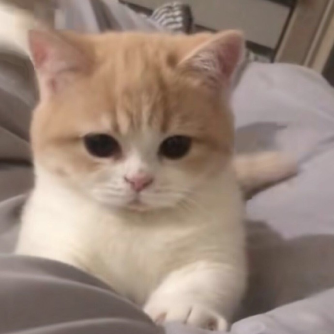 萌萌猫咪微信头像