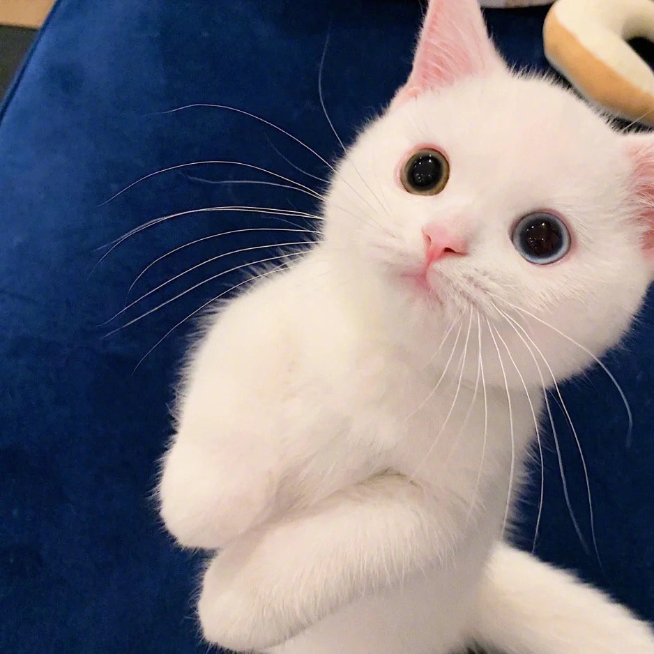 萌化人心的可爱猫猫微信头像