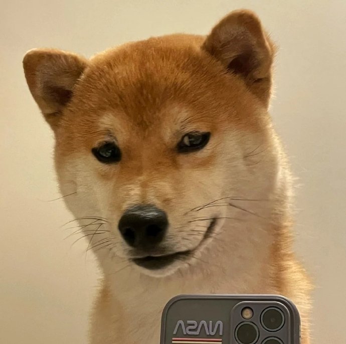 沙雕狗狗自拍微信头像