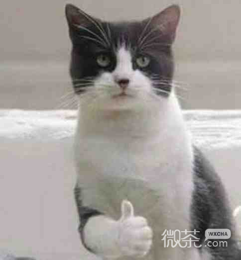 猫猫给你点赞微信表情包