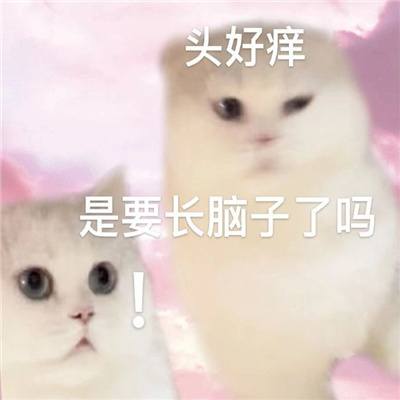 超级萌宠的小猫咪表情包