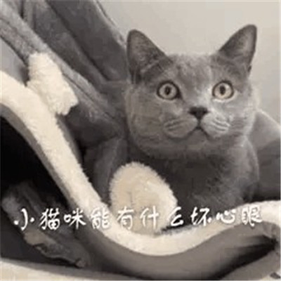 小猫咪能有什么坏心眼微信表情包