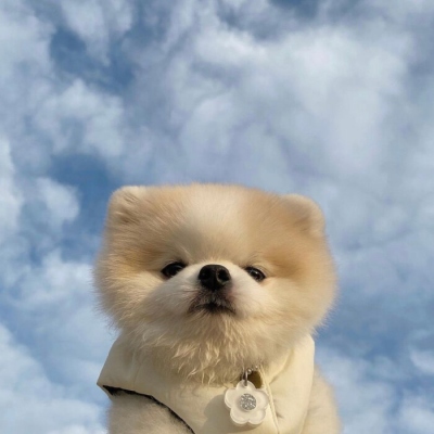 萌化人心的可爱狗狗微信头像