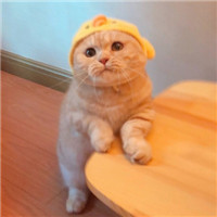 可爱萌萌哒喵星人猫咪情侣头像