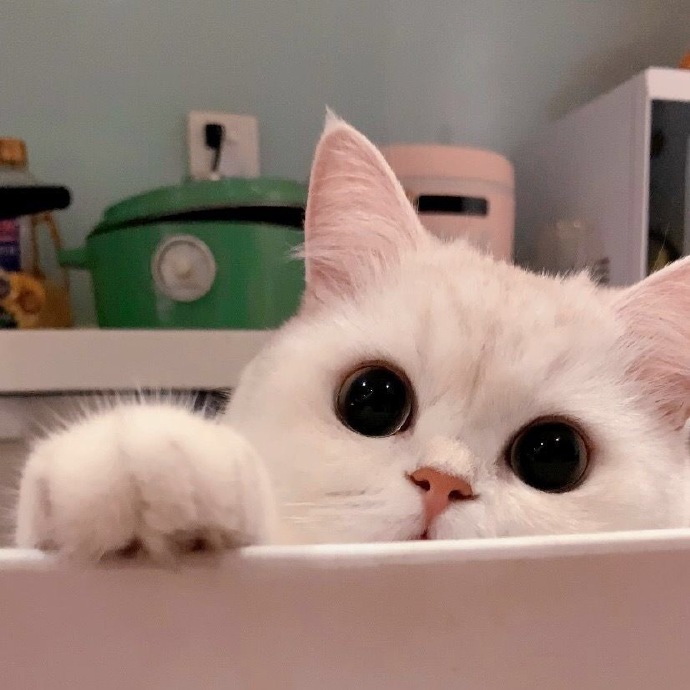 萌萌猫咪微信头像