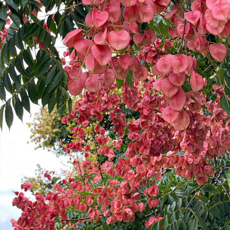 最新超级绚烂好看的栾树花图片